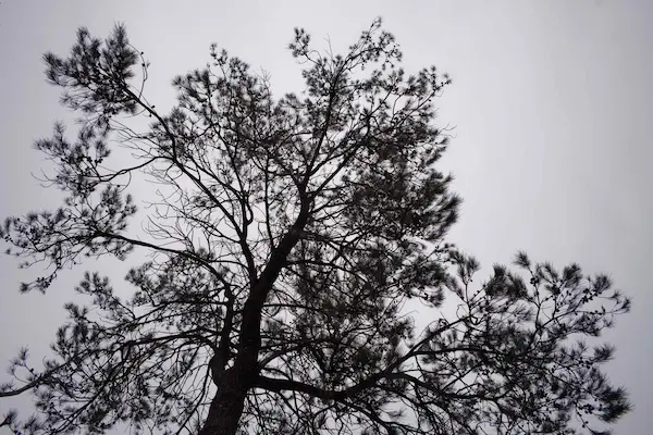 Tree, silhouette